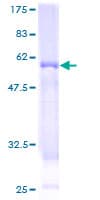 Human WBP2NL Protein (Recombinant GST)