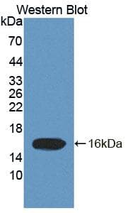 TCEB1 / Elongin C Antibody