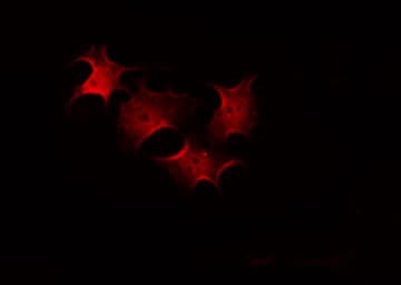 PRKACA Antibody