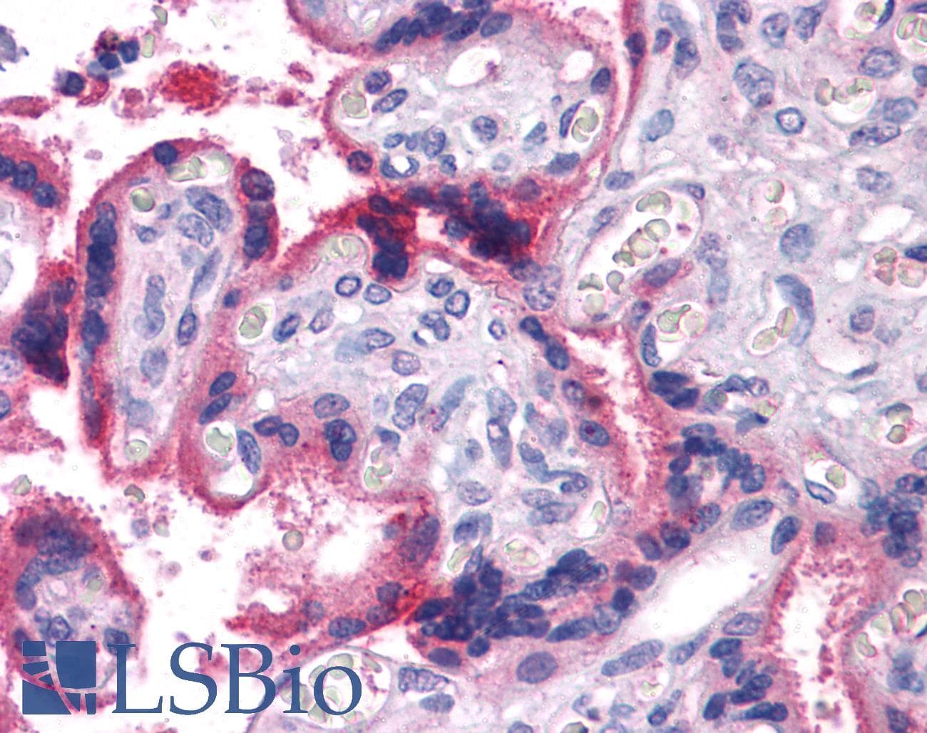 IHC-plus™ PROC / Protein C Antibody