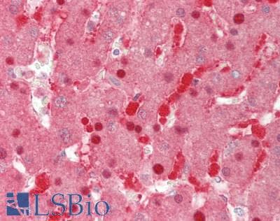 PNPO Antibody (aa36-85)