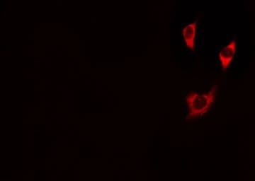 PIK3CG / PI3K Gamma Antibody