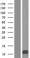 Human PCP4L1 Protein (Over-Expression Lysate Myc-DDK (Flag))