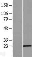 C15orf32 Protein (Over-Expression Lysate Myc-DDK (Flag))