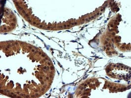 NDUFAF7 Antibody (clone OTI4A5, Carrier-free)