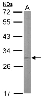 STAR Antibody (aa15-268)