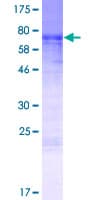 Human MURC Protein (Recombinant GST)