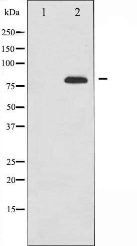 MAPT / Tau Antibody
