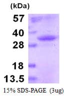 Mouse IgG2a Protein (Recombinant)