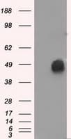ERCC1 Antibody (clone OTI3F2, Carrier-free)