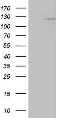 RNF20 Antibody (aa493-754, clone OTI2B9)