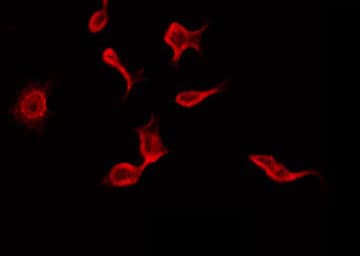 RIMKLB Antibody