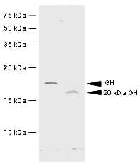 IHC-plus™ Monoclonal Mouse anti-Human GH / Growth Hormone Antibody (clone G3H5, IHC, WB)