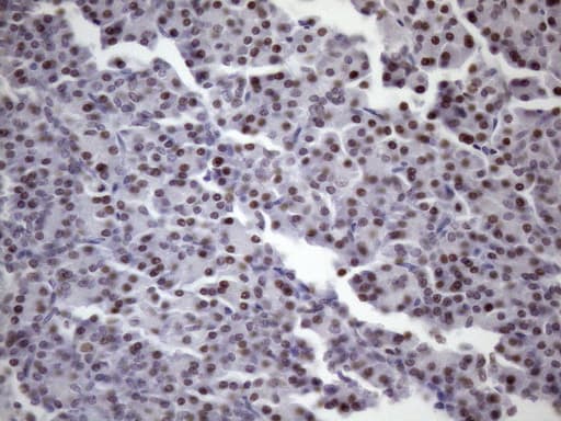 SRSF9 / SFRS9 Antibody (clone OTI5G7)