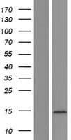 Human EIF4E3 Protein (Over-Expression Lysate Myc-DDK (Flag))