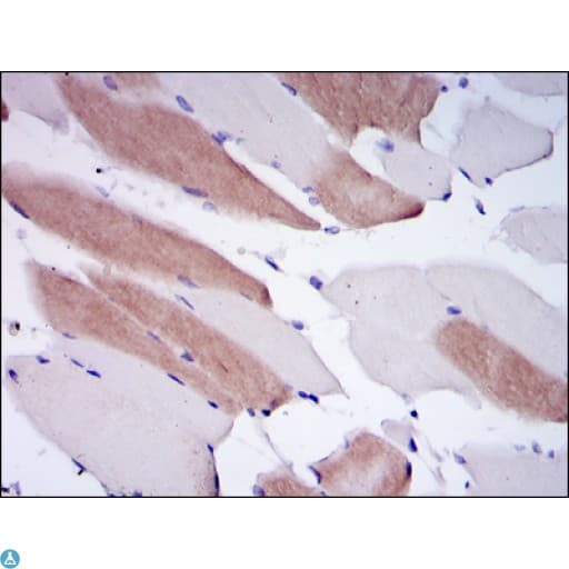LMNA / Lamin A+C Antibody