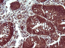BID Antibody (clone OTI3C8, Carrier-free)