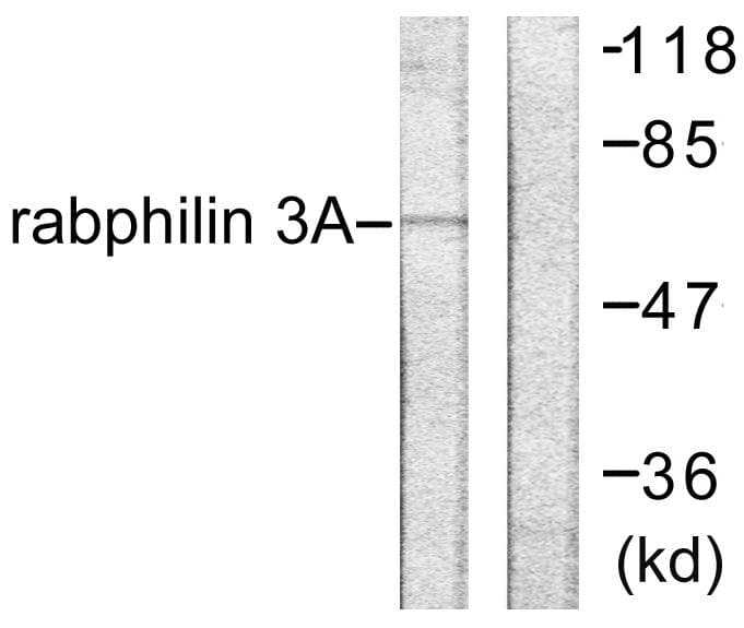 RPH3A / Rabphilin 3A Antibody (phospho-Ser237)