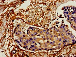 IL12A / p35 Antibody