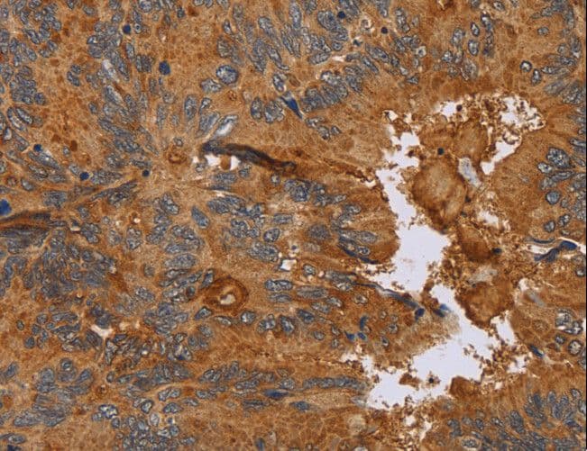 CCL21 / SLC Antibody