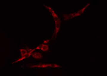 CEP70 Antibody