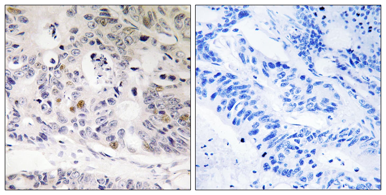 UBTD1 Antibody (aa151-200)
