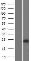 CLEC2D / OCIL / LLT1 Protein (Over-Expression Lysate Myc-DDK (Flag))