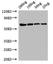 Polyclonal Rabbit anti-E. coli mutL Antibody (WB)