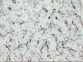 PECAM-1 / CD31 Antibody (clone OTI3G4)
