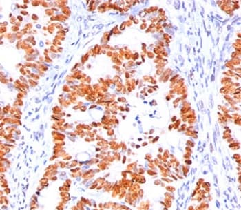 TP53 / p53 Antibody (clone BP53-12, Ready-to-Use)
