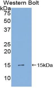 PDGF-AA Antibody (aa90-190)