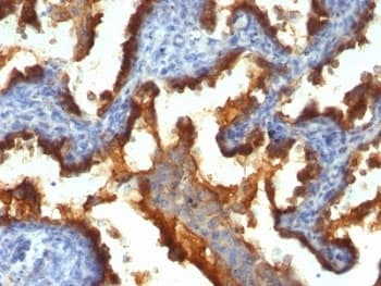 EMA / MUC1 Antibody (clone 139H2)
