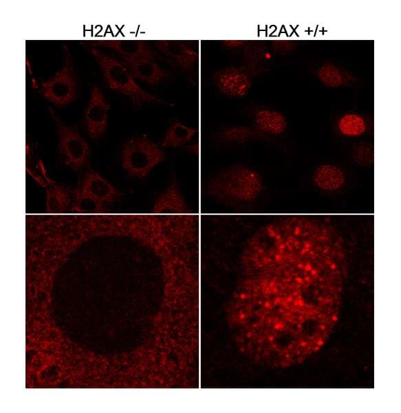 H2AFX / H2AX Antibody (C-Terminus)