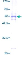 Human MAPK15 / ERK7 Protein (Recombinant GST)