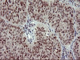 RAPGEF1 Antibody (clone OTI2F5)