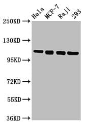 IHC-plus™ Polyclonal Rabbit anti-Human MCM2 Antibody (IHC, WB)