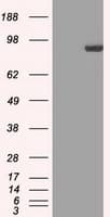 STAT1 Antibody (clone 4H9)