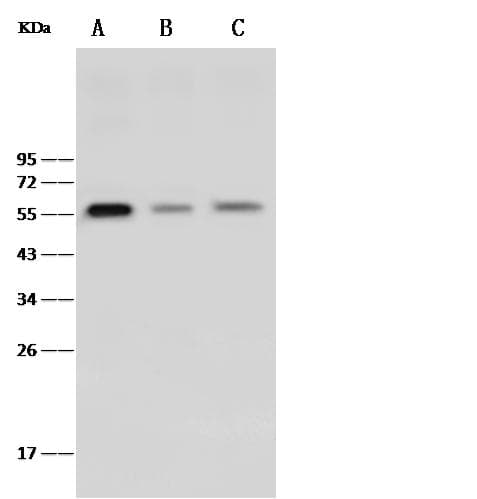 BTLA / CD272 Antibody (Preservative Free)