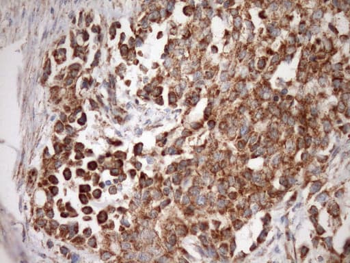 STOML2 Antibody (clone OTI1F5, Carrier-free)