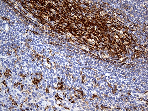 CD14 Antibody (aa20-367, clone OTI12C8)