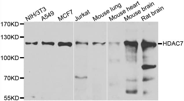 HDAC7 Antibody