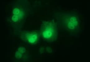 LZIC Antibody (aa1-190, clone OTI2D3, Carrier-free)