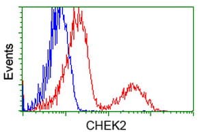 Monoclonal Mouse anti-Human CHEK2 / CHK2 Antibody (clone OTI5C7, IHC, WB)