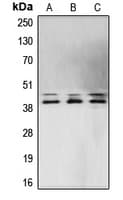 ERK1 + ERK2 Antibody (Internal)