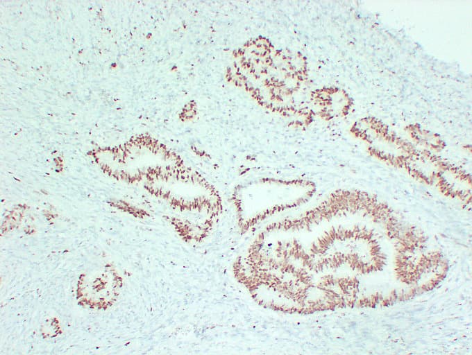 MCM2 Antibody (clone ABT-MCM2)