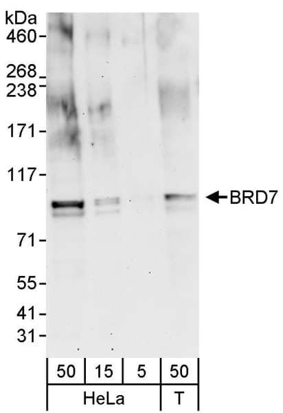 Polyclonal Rabbit anti-Human BRD7 Antibody (aa601-651, IHC, WB)
