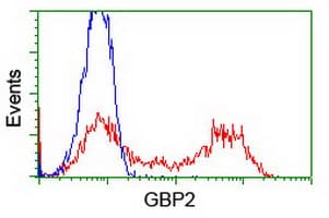 GBP2 Antibody (clone OTI4E7, Carrier-free)