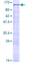 Human ANKEF1 / ANKRD5 Protein (Recombinant GST)