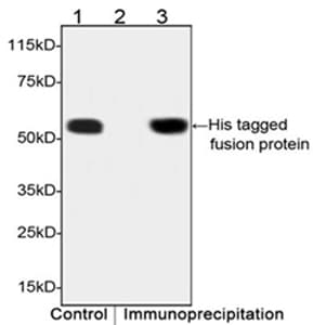 His Tag Antibody (clone 6G2A9)