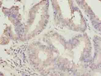 C10orf82 Antibody
